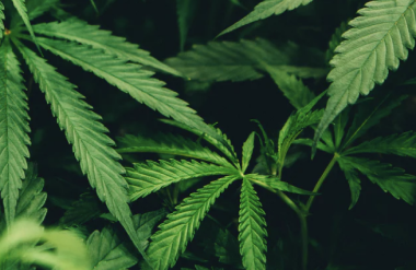 Close-up of vibrant green cannabis leaves against a dark background