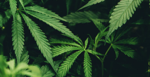 Close-up of vibrant green cannabis leaves against a dark background