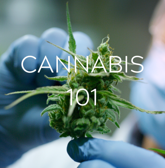 Gloved hands holding a cannabis bud with the text 'Cannabis 101' overlaid on the image.
