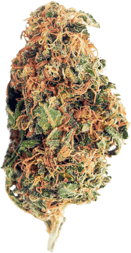 Close-up of a dried cannabis flower showing trichomes and orange pistils.