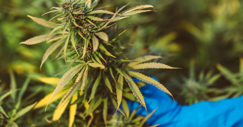 Close-up of a hand wearing a blue glove inspecting a flowering cannabis plant