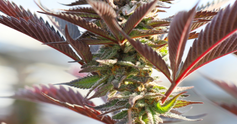 Close-up of a cannabis plant with purple and green leaves and trichomes