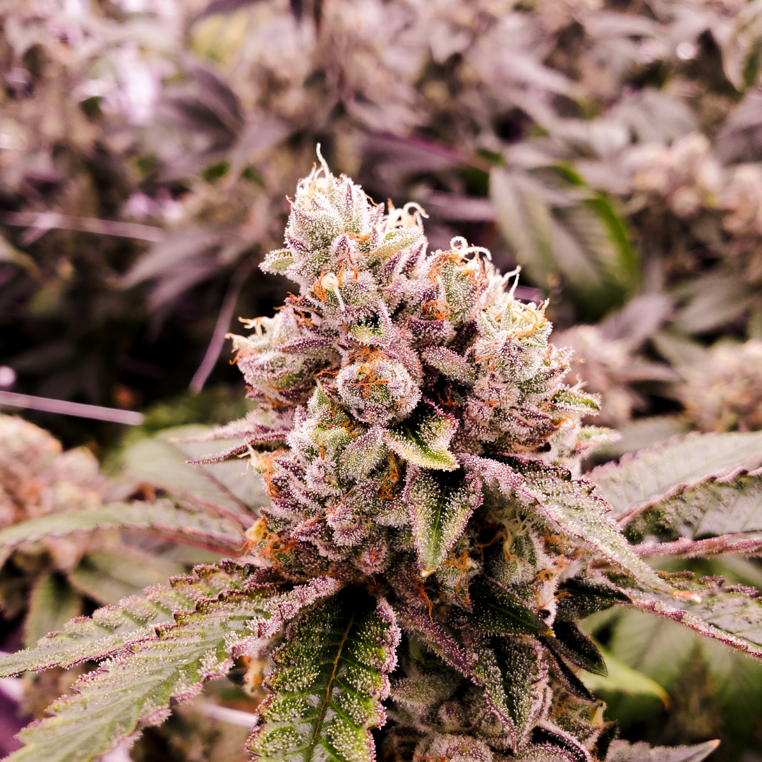 LA Kush Cake Strain Overview | Body and Mind Dispensaries