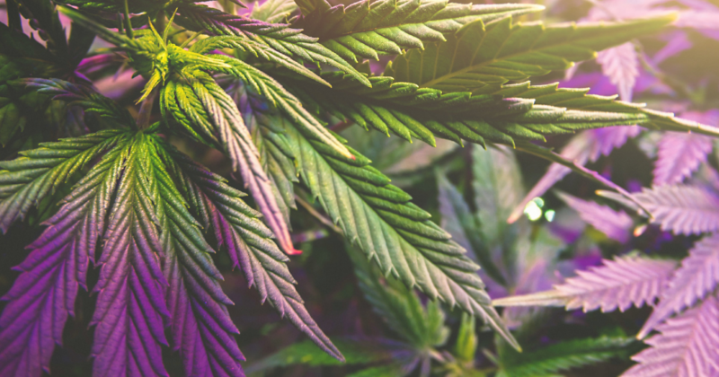 Close-up of vibrant green and purple cannabis leaves under grow lights.
