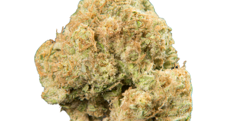 Close-up of a single cannabis bud with light green and orange hues on a white background.