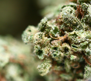 Close-up image of dried cannabis buds showing trichomes and orange hairs