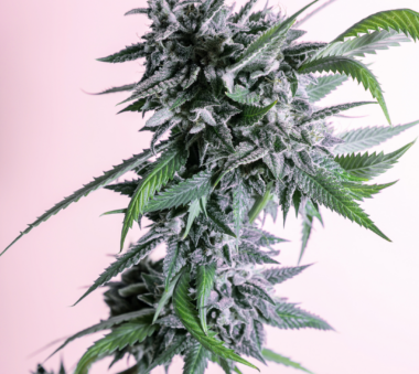 Close-up of a frosty cannabis plant with dense buds and vibrant green leaves against a light pink background.