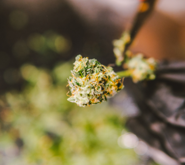 Close-up of a cannabis bud with orange hairs and trichomes