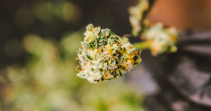 Close-up of a cannabis bud with orange hairs and trichomes